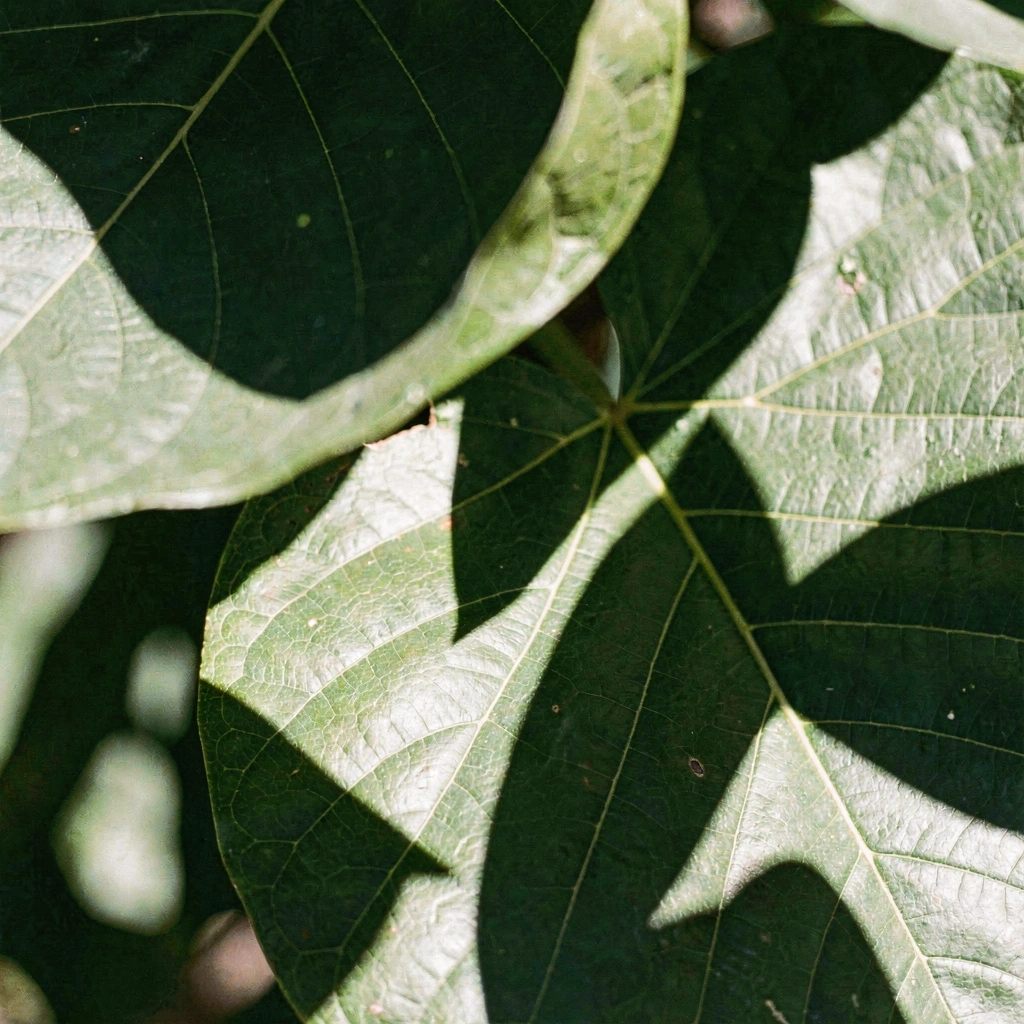 Vitalnost kroz prirodu